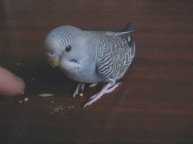 Кормёшка.wmv