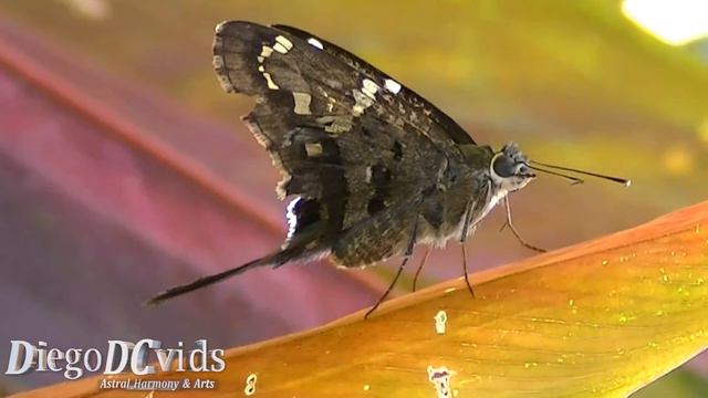 Urbanus proteus - Long-tailed Skipper Butterfly (Hesperiidae) SC