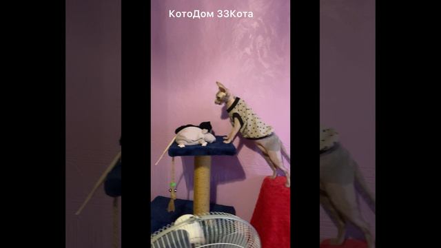 Еще немного о Люси. Люси очень активная и деятельная особа, ей все интересно.