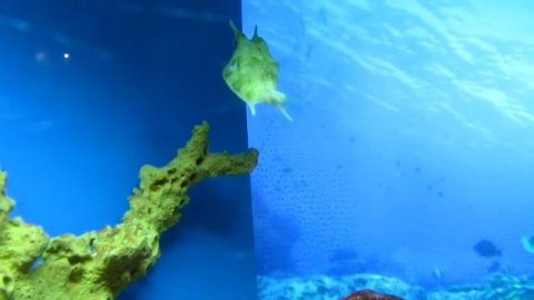 Рыба-корова, или кузовок (шанхайский океанариум, 2010)