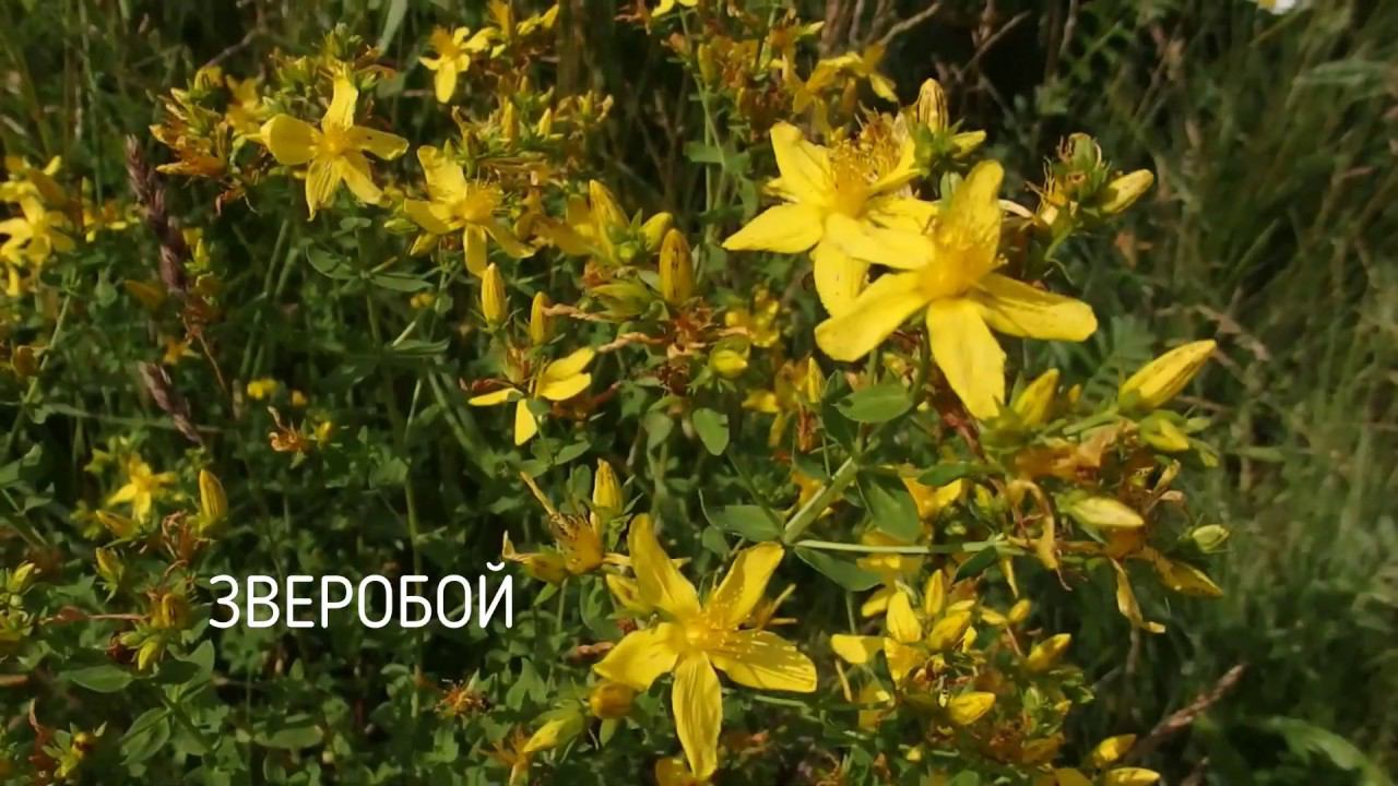 Как выглядит зверобой? | St. John's wort