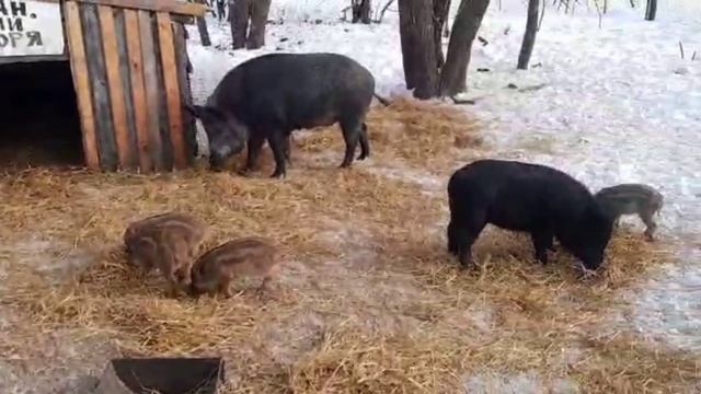 ПОДРЕЗКА КОПЫТ У КОЗ БЕЗ СПЕЦОБОРУДОВАНИЯ.