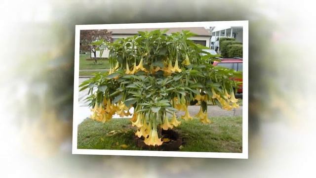 Бругма́нсия (лат. Brugmansia).