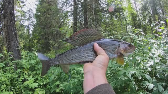 Искал крупного хариуса,нашел щуку.Два дня на одной речке.