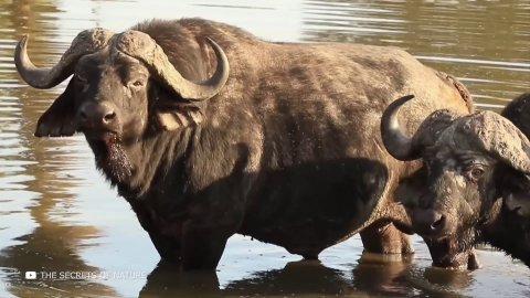 Посмотрите, на что Способен Самый Большой Буйвол в Мире