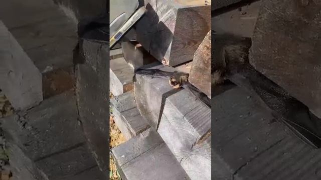 Летучая мышь в Якутии
