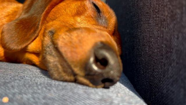 mini dachshund sunbathing / кроличья такса расплавилась на солнце / video iPhone 13 pro max