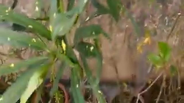 Crotan long leafed : : GARDEN and PLANTS (G&P) ....Udyaan Vdos