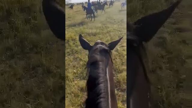 КАЗАКИ СТАВРОПОЛЬЯ ПРИНЯЛИ УЧАСТИЕ В ТРЕХДНЕВНОМ КОННОМ ПЕРЕХОДЕ