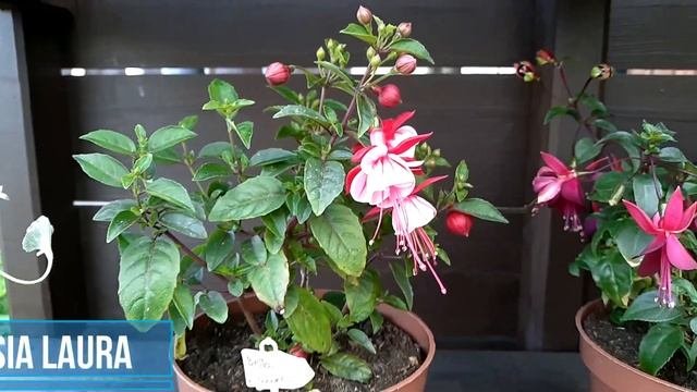Мои фуксии. Компактные сорта