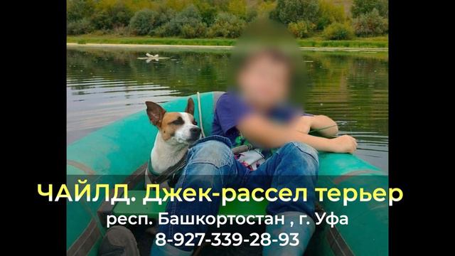 Пропала собака ! ЧАЙЛД , Джек-рассел терьер ,  респ. Башкортостан , г. Уфа