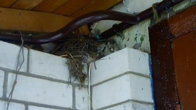 Гнездо Воробьи свили гнездо под крышей крыльца.