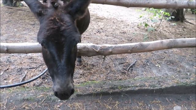 Маленькая ламочка и её друзья 10.09.2020