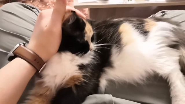 Кошка лежит на коленках и муркает