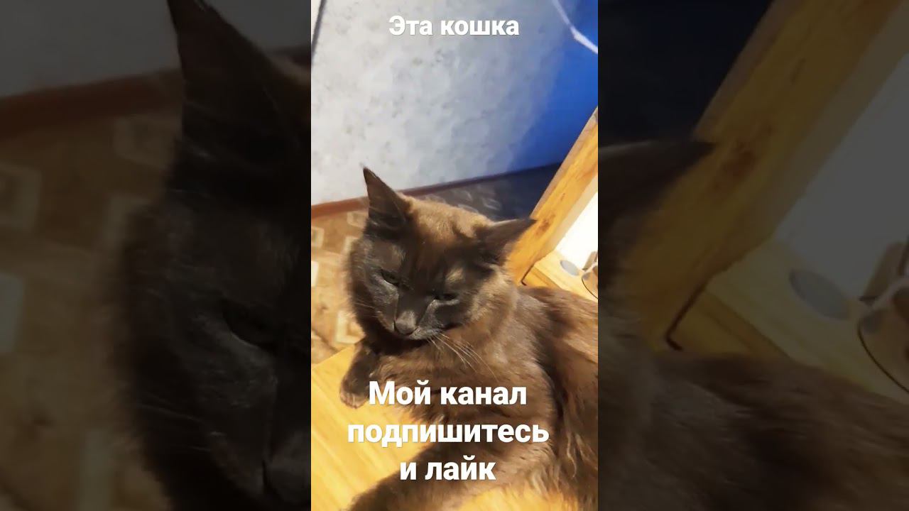 эта кошка