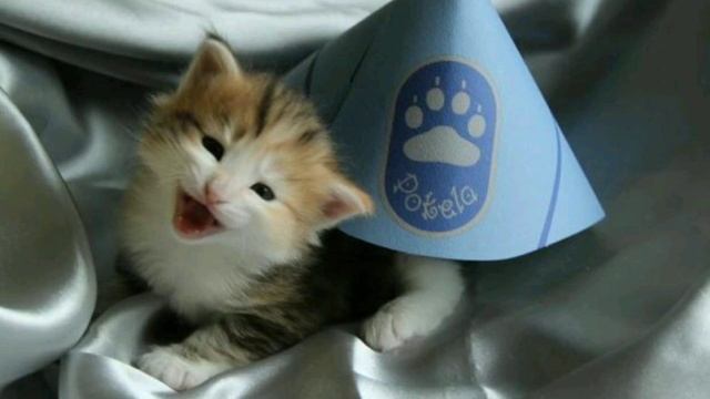 коты фото под песню дочка прокурора