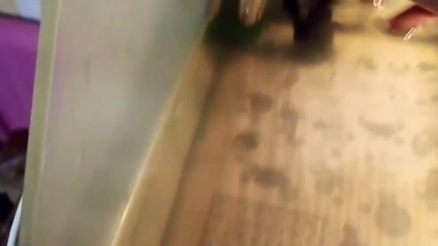Что нужно красноухой черепахи?