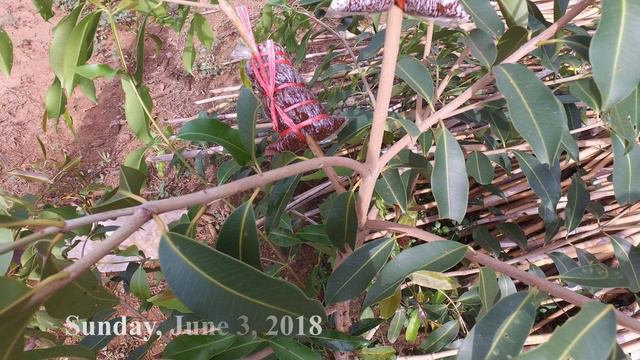 How To Propagate Java Plum By Air Layering (blackberry Jambolan)