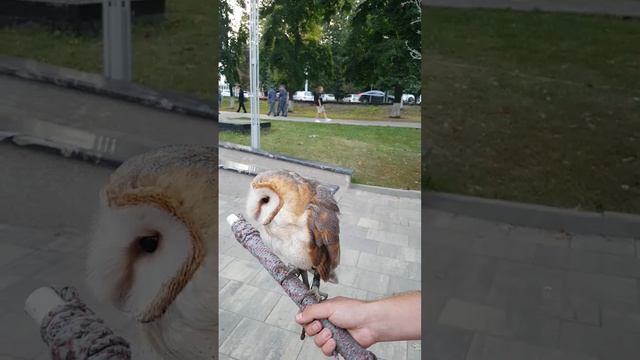 240804 Верблюд, две совы, пони, лошадь и фонтан в горсаду орловском парке ЦПКиО горп