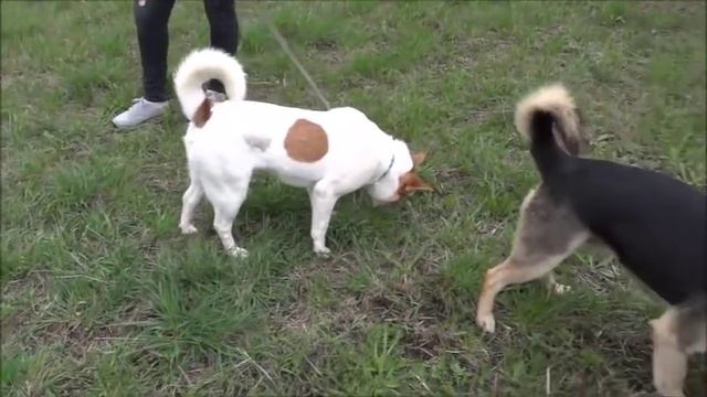 Приют для животных Зверополис и пекинес Дендик в Рязани