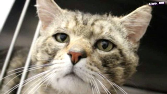 Потрёпанный кот грустно глядел на прохожих, которые шли мимо..