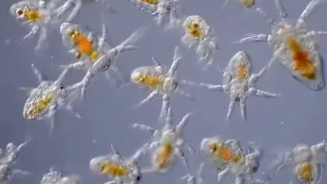 На видело под микроскопом можно наблюдать за личинками очень маленького ракообразного.