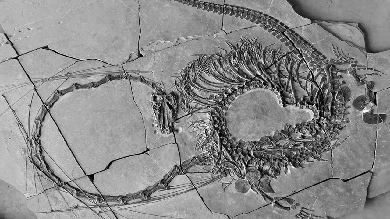 В Китае археологи обнаружили останки дракона возрастом 240 миллионов лет