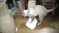 Кот моет пол и при этом возмущается