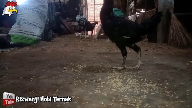 Ini Dia Pakan Ayam Alternatif Yang Sering Kupakai Di Siang Hari | Pakan Ayam | Ternak Ayam