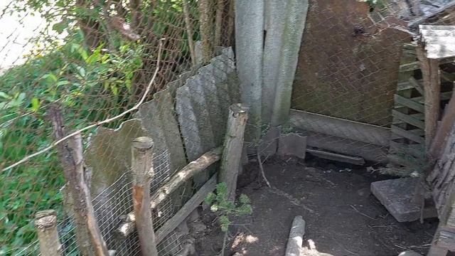 Розведення диких качок в дома.