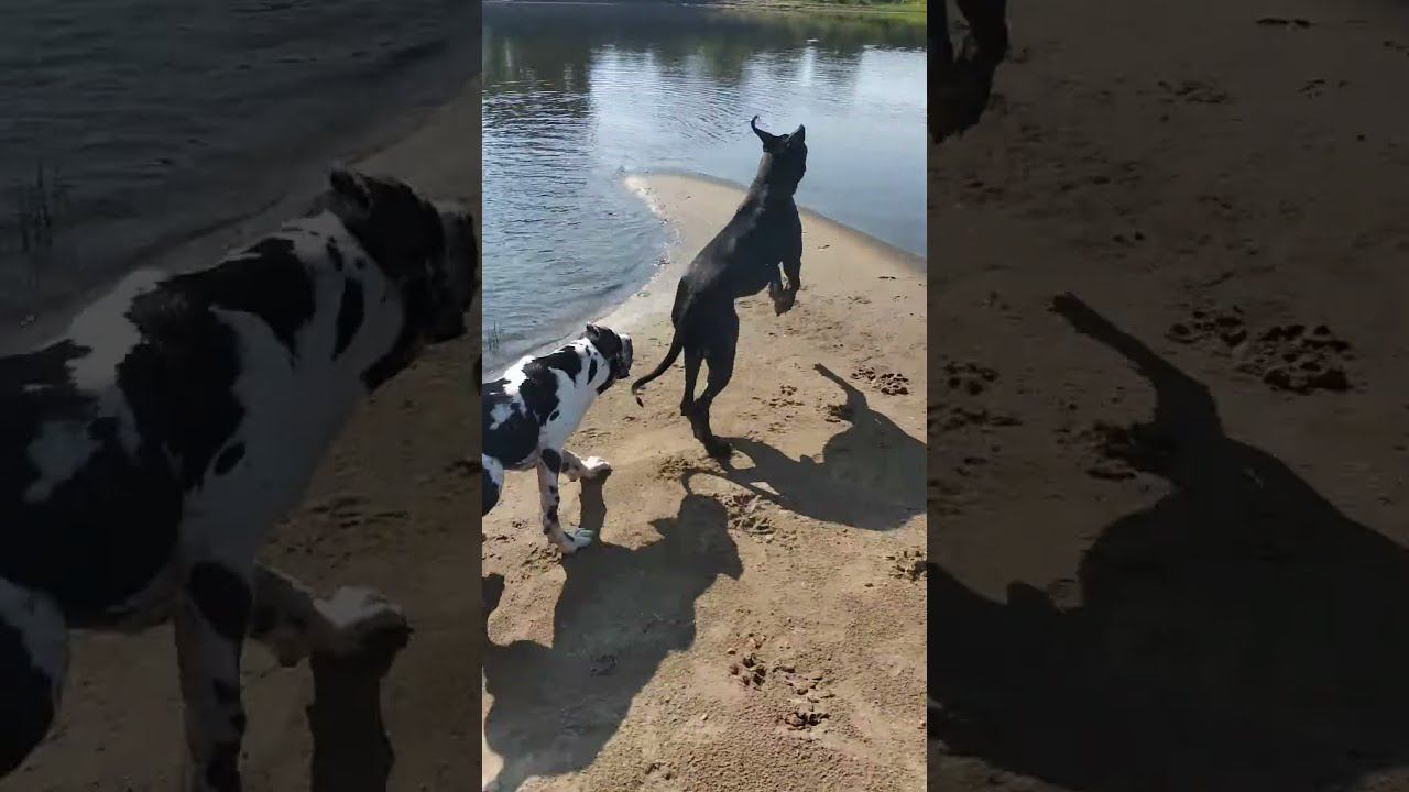 Немецкий дог купается на речке. Great Dane bathes in the river