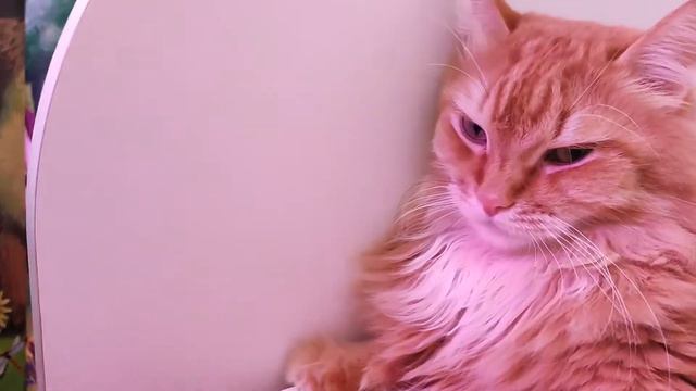 Настырная кошка Ириска упрашивает кота Вольта помириться
