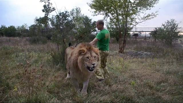 Лев вожак наводит порядки ! ВЕЧЕРНИЕ ГОНКИ ЛЬВОВ !