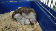 Жесть 8 хомяков+кормящая мать,многодетная семья,хомячиха,хомячки, видео про хомяков,мать кормящая