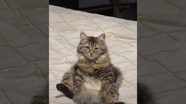 жиза жизненная, кот ушел в дипрессию :)))