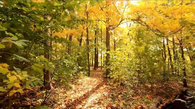 Relax Your Mind with Pleasant Piano Music pleasant sounds