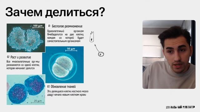 Митоз - деление клетки ОГЭ по биологии | Федор Агеев