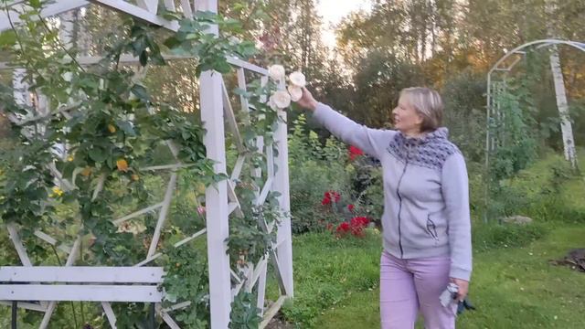 Кручу, верчу - новый розарий хочу!!!😁🌹9 сентября 2023 г.