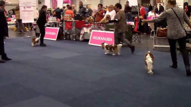 Bundessieger, Dortmund, 15/10/2016 CKCS best male, judge M Hegerty