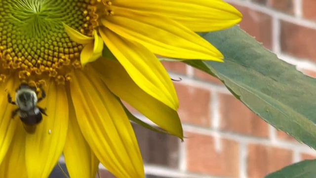 SUNFLOWER GARDEN