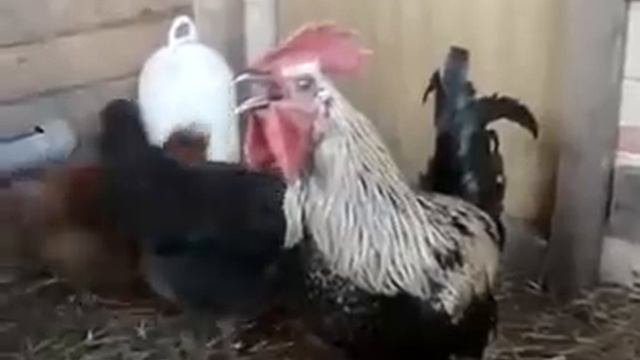 ПРИКОЛ !!! С Добрым Утром !!!