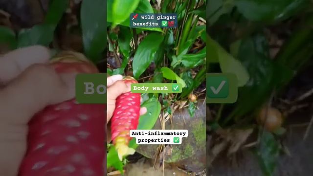 wild ginger #wildginger #ginger #benefits #health #antidendruff