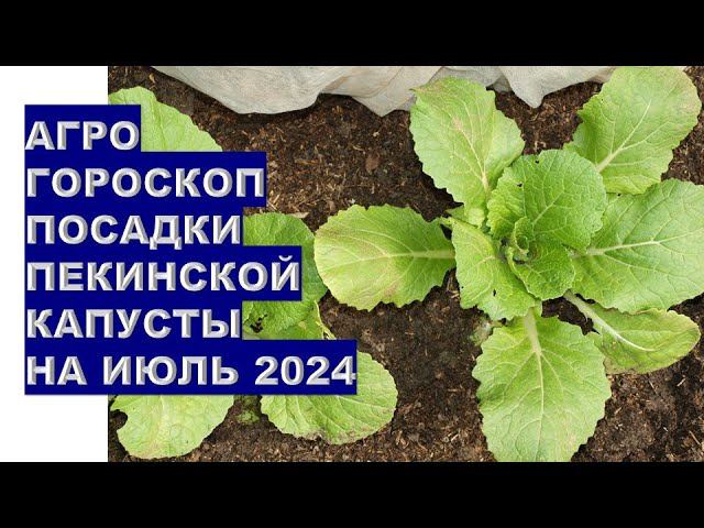 Агрогороскоп посадки пекинской капусты на июль 2024Agrohoroscope for planting Chinese cabbage for Ju
