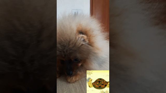 Шикарный пёсель!