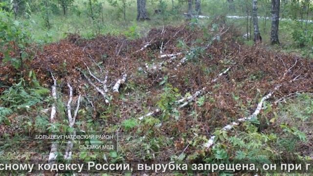 Берёзовые дроваBirch firewood