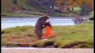 прикол bear3