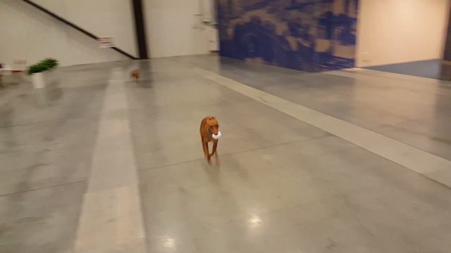 Cirneco