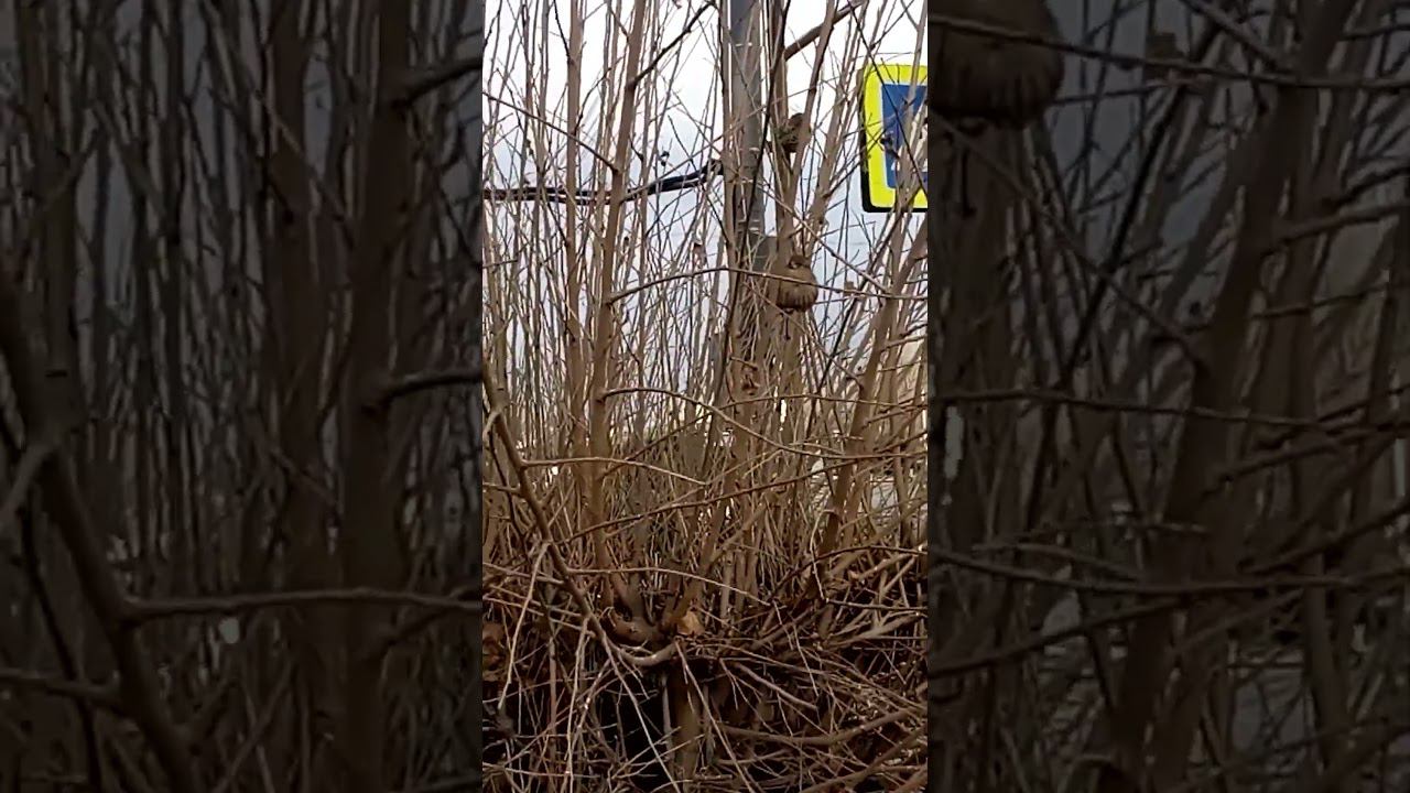 Воробьи прыгают в кусте Sparrows jumping in the bush 麻雀在灌木丛中跳跃 Spatzen springen im Busch 茂みの中で飛び跳ねるメ