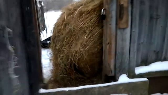 Два рулона сена в одни руки. Много овец и нет улья.