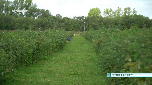 14.08.2024 Визит губернатора на «Малиновое поле»